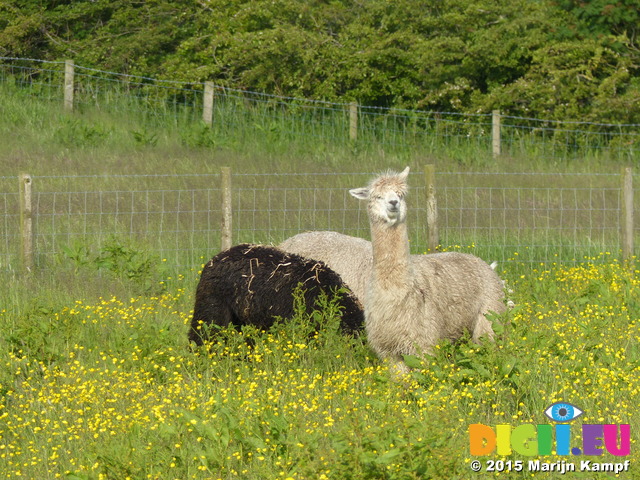 FZ018387 Alpacas at campsite